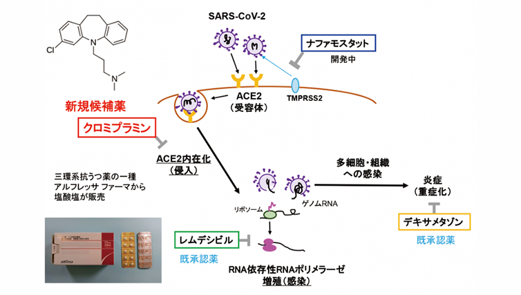 新型コロナウイルス（SARS-CoV-2）の細胞内侵入を防ぐ既存薬を同定