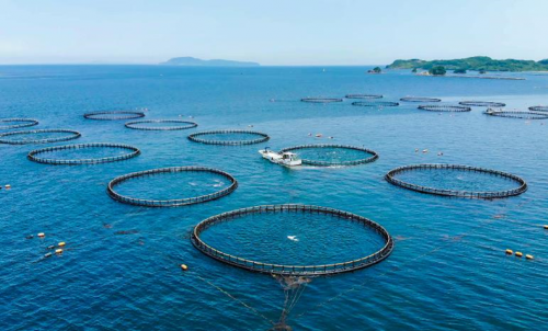 内湾・沿岸域の海況を高度に再現する技術を初めて活用した赤潮予測アプリの実証を伊万里湾にて開始