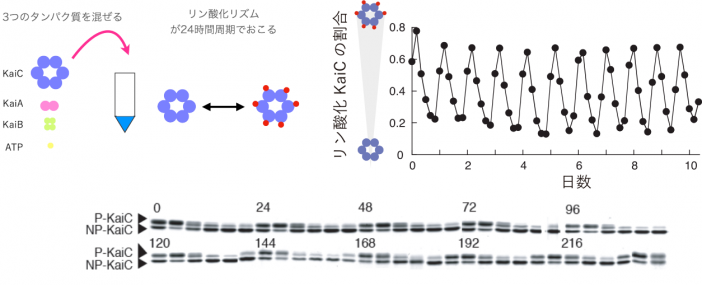体内時計のデザイン 芸術工学研究院 研究紹介 研究の取組紹介 研究情報 研究 産学官民連携 九州大学 Kyushu University