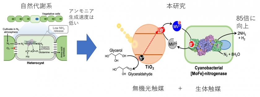 光バイオ触媒で空気と水からアンモニアと水素 同時の合成に成功～カーボンニュートラル社会のための革新的化学プロセス～