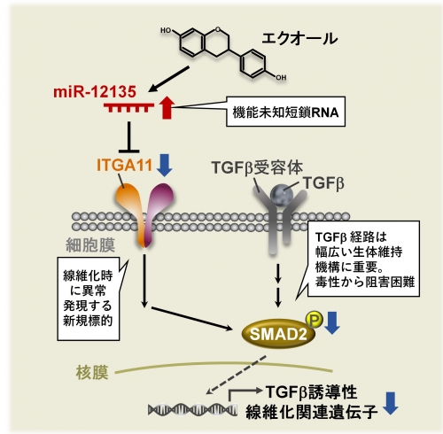 大豆イソフラボンにより誘導されるマイクロRNAの肝保護作用の発見～食品因子が誘導するマイクロRNAの肝線維化抑制作用～