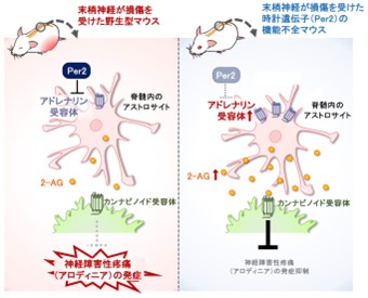 概日時計によって神経障害性疼痛の症状が制御される仕組みを解明～時計遺伝子を基軸にした新しい疼痛緩和メカニズムの発見～