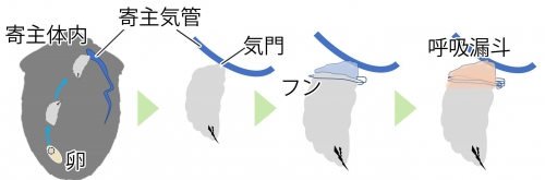 世界初!ハエ幼虫が自らのフンで呼吸用シュノーケルを作ることを発見～カメムシに寄生するハエの新生態解明。将来的なカメムシ防除利用にも期待～
