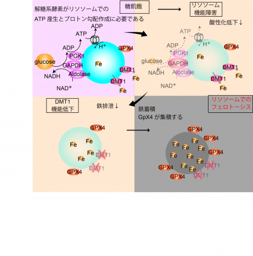 糖飢餓でリソソーム機能が低下するメカニズムを発見～リソソーム関連疾患の病態把握への期待～