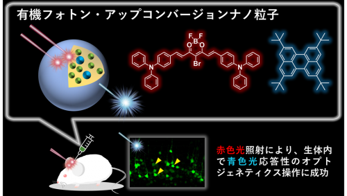 有機フォトン・アップコンバージョン粒子による神経細胞の光操作に成功～光による生体内での神経活動制御に向けた重要な一歩～