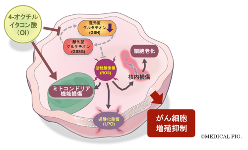 4-オクチルイタコン酸ががん細胞の抗酸化機構を破綻させるメカニズムを解明! ～新規がん治療薬としての可能性に期待～