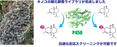 キノコの酸化酵素を用いた有用反応探索 〜カワラタケP450の潜在機能を迅速解明〜