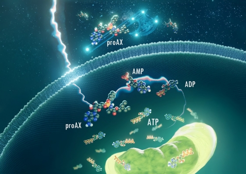 世界初のATPプロドラッグによる健康寿命延伸の新しい可能性～ミトコンドリア活性化によりエネルギー代謝不均衡を改善する生体エネルギー分子治療の提案～