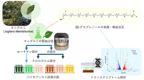 クルミの葉から他の植物の生育を抑える新たな成分を発見～環境に優しいバイオ除草剤の開発に期待～