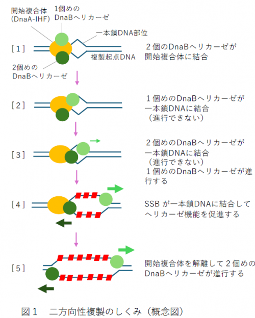 染色体DNAの二方向複製のしくみ～染色体DNAの二方向複製のしくみ～
