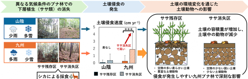 シカによるササ消失が土壌動物に与える影響は気候に左右される～土壌侵食が起きやすい多雨・少雪地域で深刻な影響が出ることを解明～
