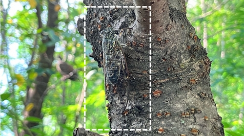 鳴き声の順序に応じた行動変化:昆虫で初実証～ツクツクボウシの「オーシンツクツク」と「ツクリヨーシ」の発音順序に対するオスの応答変化～