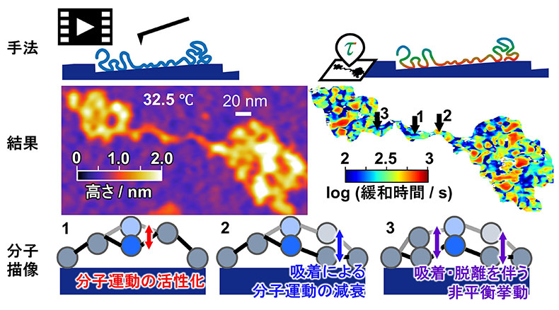 うねる高分子鎖を初めて可視化～高分子セグメントの熱揺らぎを捉えた～モビリティー組立技術を刷新する新規接着技術への応用に期待～