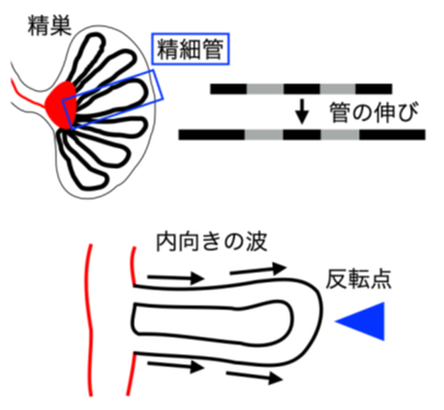 精子を作る波の向きはどう決まる？ 精子を作る管の成長が鍵となる可能性を示す ― 男性不妊や生体パターン形成理解に貢献の可能性 ―