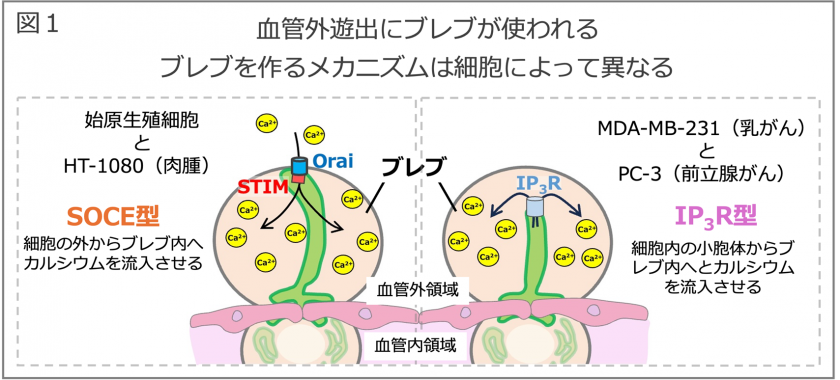 生殖細胞とがん細胞は同じ動きで血管外へ脱出する 〜がん転移の理解を深め、転移を抑える新たな治療戦略に期待〜