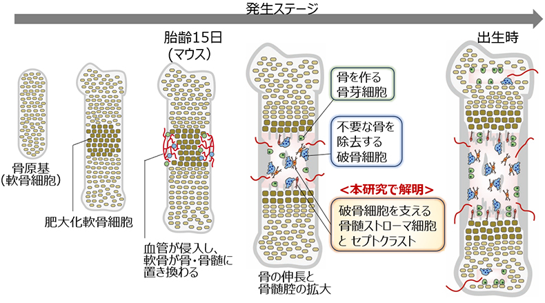 「⾻の中に⾻髄が⽣まれる仕組み」を解明 ―発⽣と再⽣に共通する破⾻細胞誘導プログラムを発⾒―