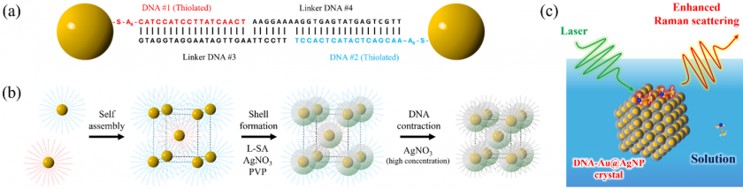 DNAでナノ粒子間の”隙間”を制御 微量分子を見逃しにくくする高感度分析結晶材料を開発！～細胞や化学反応の検出・分析などへの応用に期待～