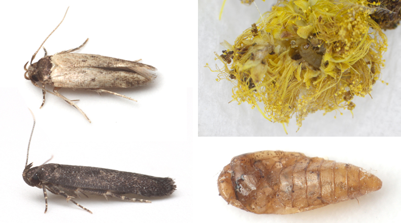 鳥の巣から出てきた小蛾類2種の正体を解明 ー外来植物とともに日本へ侵入した可能性ー