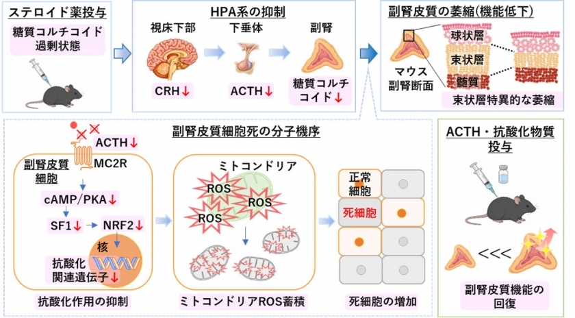 ステロイド薬による副腎萎縮の仕組みを解明 ACTH分泌低下が副腎皮質のミトコンドリア障害と細胞死を引き起こす ―副腎不全の新たな予防・治療法の開発に期待―