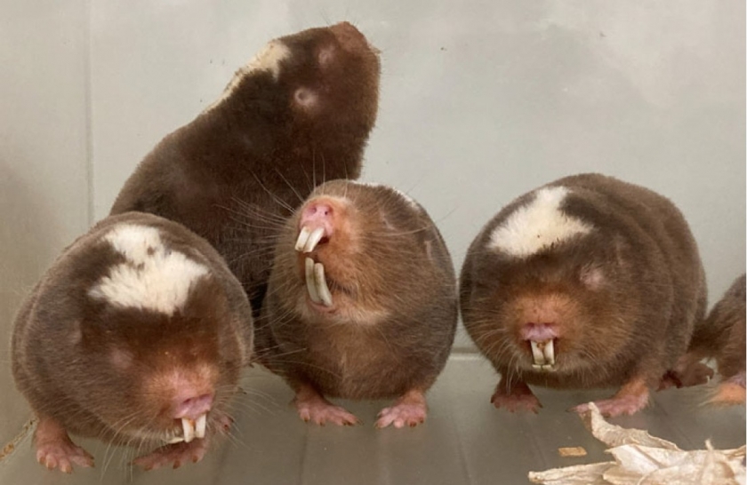 ダマラランドデバネズミの強い発がん耐性を世界で初めて実証 ー近縁のハダカデバネズミと共通する「がんになりにくさ」、異なる防御戦略ー