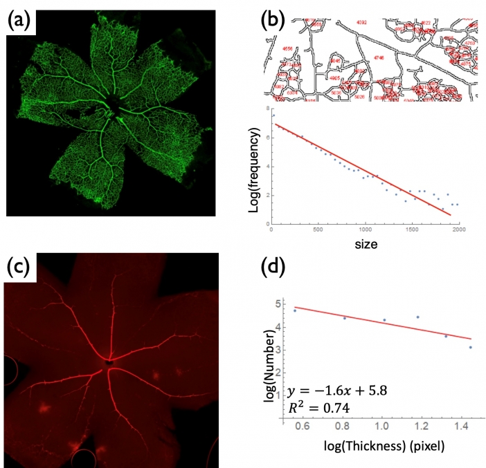 網膜血管のフラクタル性の起源の解明 研究成果 九州大学 Kyushu University