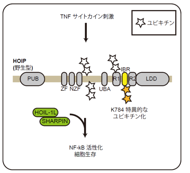 欧州分子生物学研究所