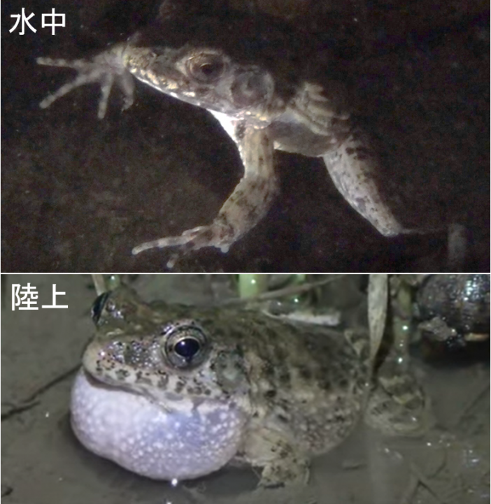 イボガエル は水中でも鳴くことを初めて発見 動画有り 研究成果 九州大学 Kyushu University