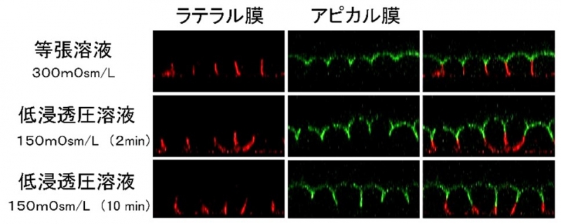 低浸透圧の液体に曝されても上皮細胞が破裂しない仕組みの解明 研究成果 九州大学 Kyushu University