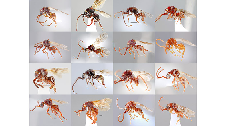 >16 strange new parasitoid wasp species discovered in Vietnam