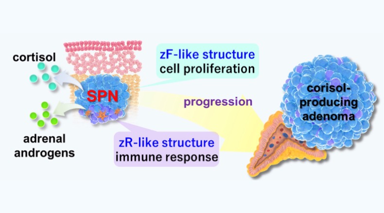 Converting brain immune cells into neurons helps mice recover after stroke