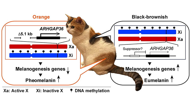 Scientists find the ‘meow-tation’ that gives cats their orange fur