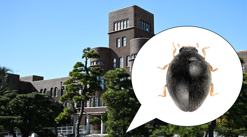 New species of ladybird beetle discovered on Kyushu University campus