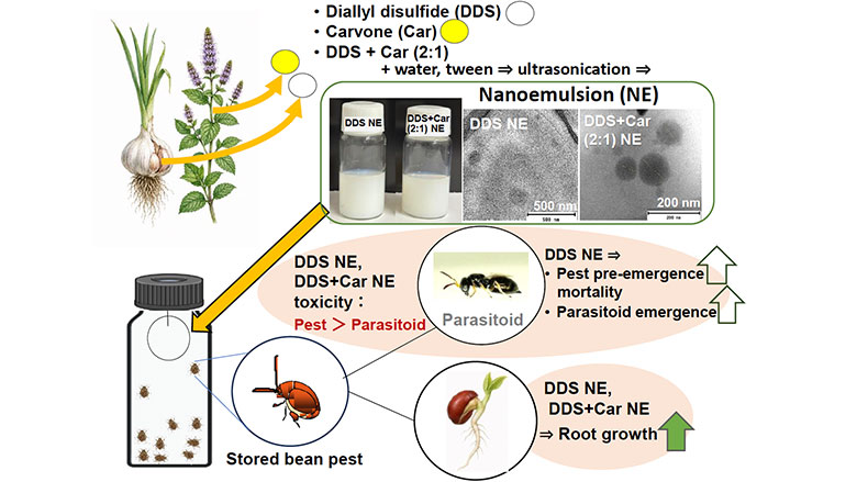 Natural insecticide made by nanoemulsification of compounds found in garlic and spearmint found to be effective on adzuki bean beetles with low non-target impacts