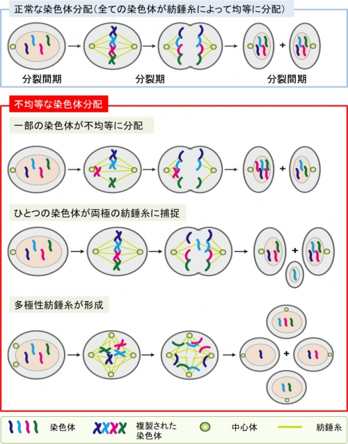 Images of 細胞分裂 JapaneseClass.jp