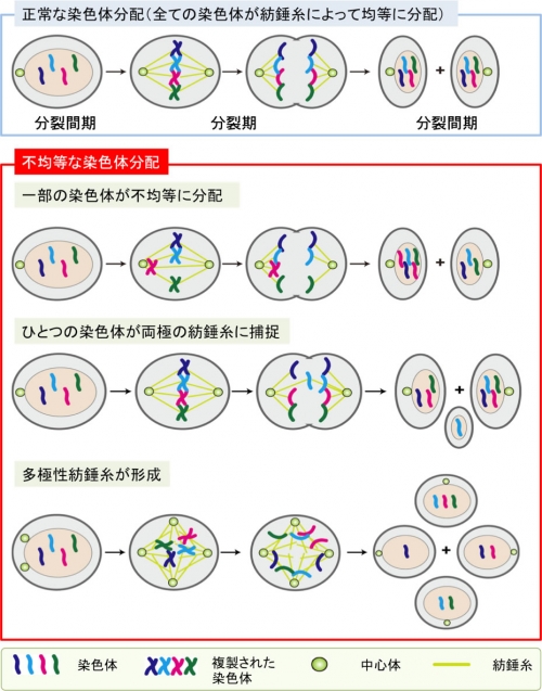 細胞分裂において染色体数を維持するための新しい分子機構を発見 －癌の悪性化の理解と革新的治療に期待－ | 研究成果 | 九州大学（KYUSHU