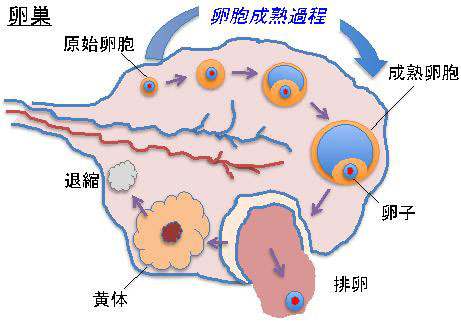 卵子学 不妊治療・多嚢胞性卵巣症候群・PCOS・妊活 | 鍼灸院さくら