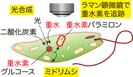 重水を使ってミドリムシの光合成能力を調べる方法を開発 －再生可能な
