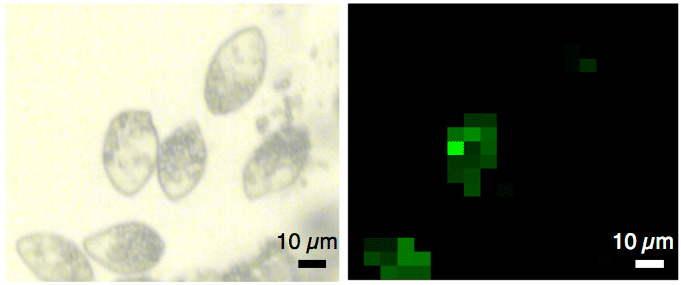 重水を使ってミドリムシの光合成能力を調べる方法を開発 －再生可能な