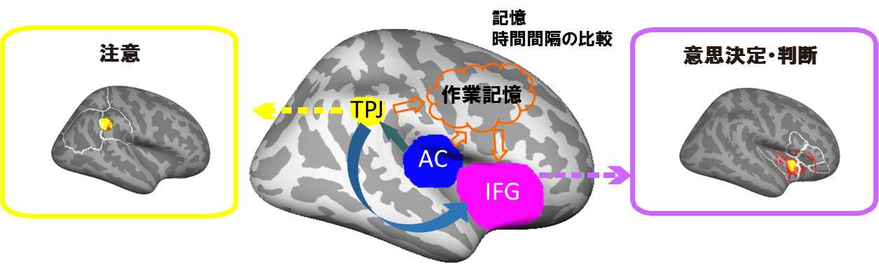 脳の時計は右半球にある! 時間知覚判断の注意と意思決定システム