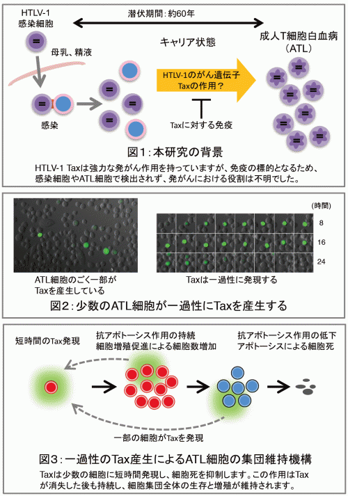 ヒトT細胞白血病ウイルス1型（HTLV-1）の新しい感染維持機構を
