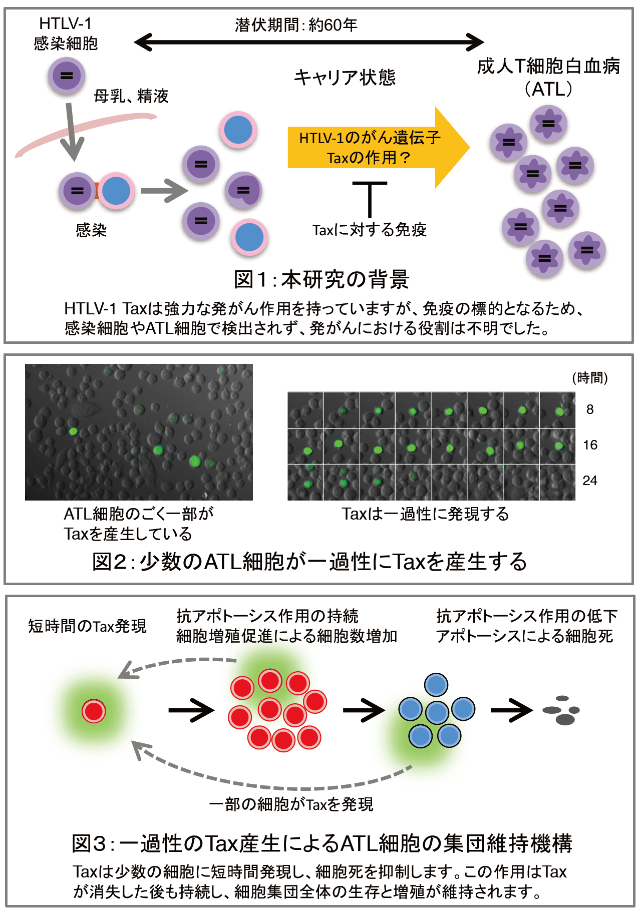 ヒトT細胞白血病ウイルス1型（HTLV-1）の新しい感染維持機構を