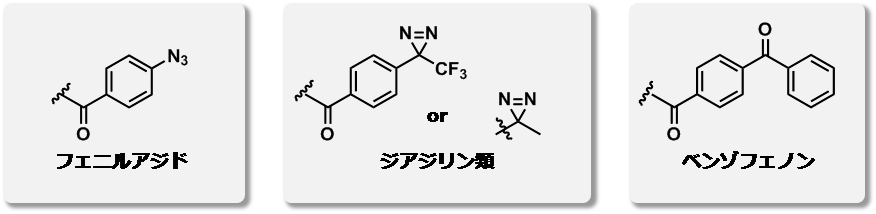 光親和性標識法の新たな分子ツール 疎水性が低くコンパクトな光反応性基 研究成果 九州大学 Kyushu University