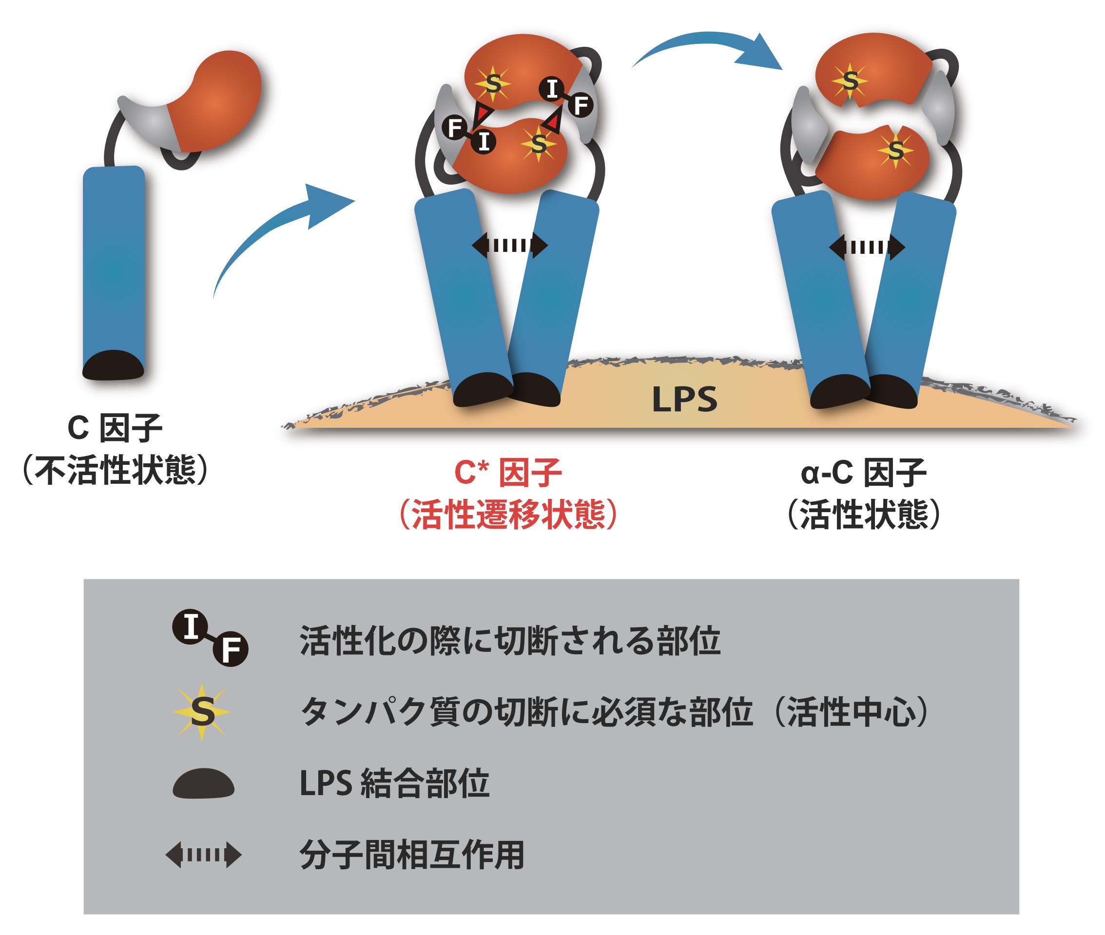 タンパク質分解酵素