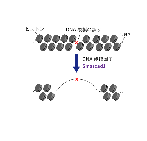 染色体をほどいて誤りを直す。染色体複製の間違いを防ぐための反応を発見!
~今後の発がん研究、医学研究への応用にも期待~