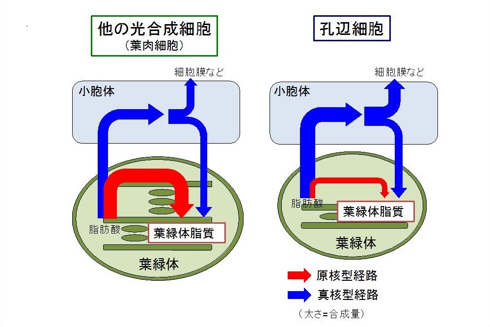 なぜ気孔には葉緑体があるのか 植物科学の長年の謎に迫る 研究成果 九州大学 Kyushu University