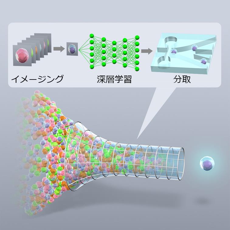 世界初のIntelligent Image-Activated Cell Sorterを開発 ～細胞画像の