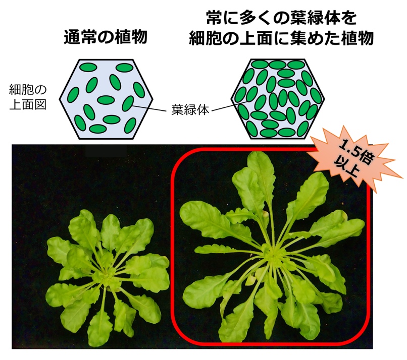 風と光合成: 葉面境界層と植物の環境対応 (自然と科学技術