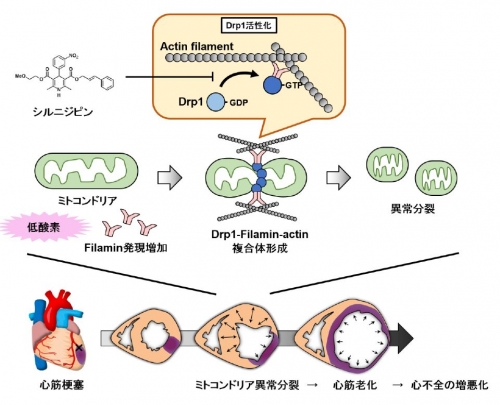 裁断済み　ミトコンドリア病 タウリン散 98%「大正」に「ミトコンドリア病（MELAS）の発作