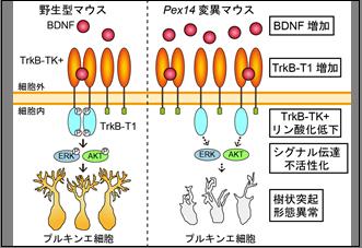 活動「人類は不安やうつ傾向が高まる方向に進化した可能性を示唆