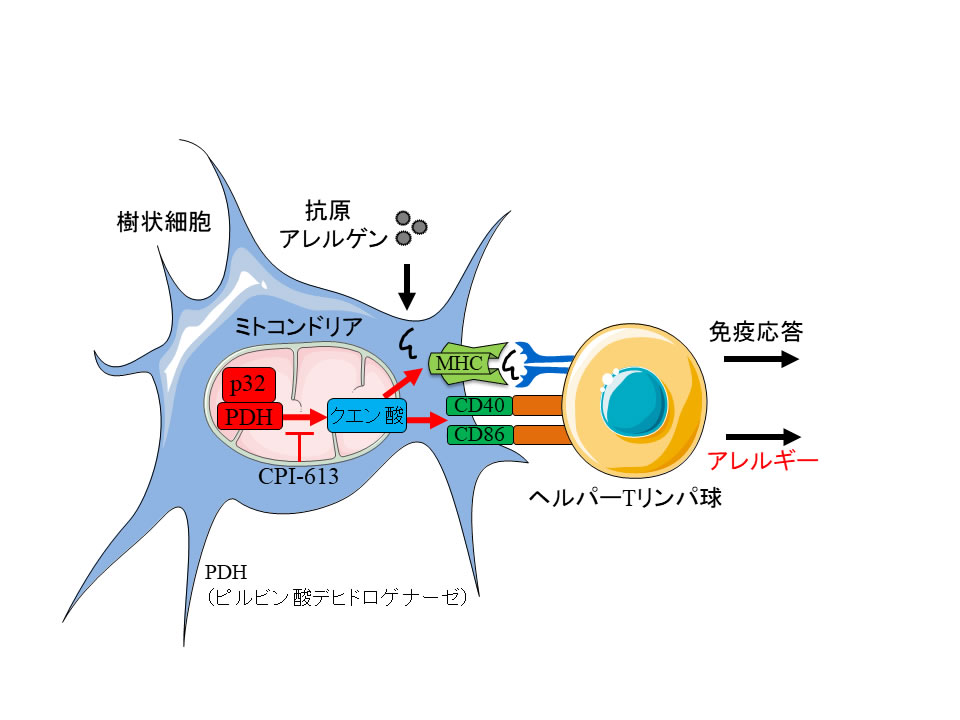 免疫の司令塔 樹状細胞の代謝 活性化における重要な経路を発見 卵アレルギーや自己免疫疾患の創薬開発への新たな方向性 研究成果 九州大学 Kyushu University